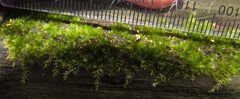 Sematophyllum