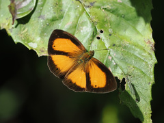Mydosama marginata