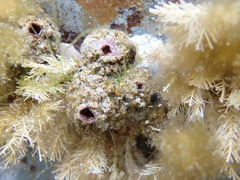 Pyura praeputialis