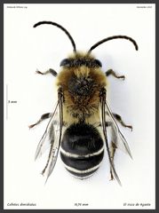 Colletes dimidiatus