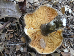 Lactifluus sepiaceus