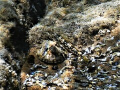 Lepidoblennius marmoratus