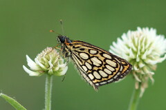 Heteropterus morpheus