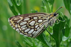 Heteropterus morpheus