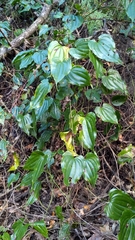 Stemona tuberosa