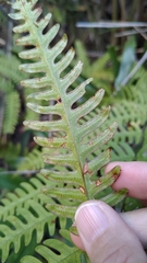 Pteris arisanensis