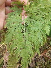 Selaginella moellendorffii