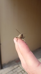 Anacridium aegyptium