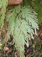 Selaginella moellendorffii