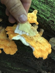 Laetiporus versisporus