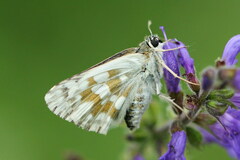 Muschampia tessellum