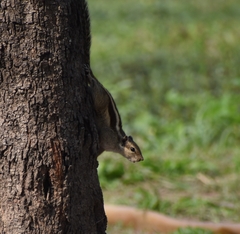 Funambulus pennantii