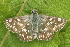 Muschampia tessellum