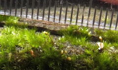 Sematophyllum