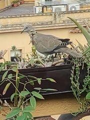 Streptopelia decaocto