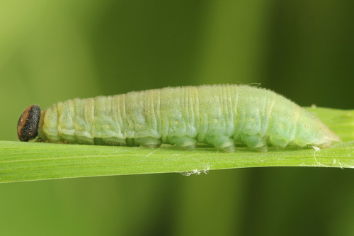 Miškinis Storgalvis nuotrauka
