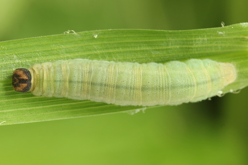 Miškinis Storgalvis nuotrauka