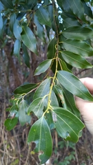 Cinnamomum insularimontanum