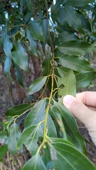 Cinnamomum insularimontanum