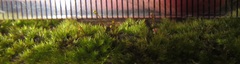 Sematophyllum