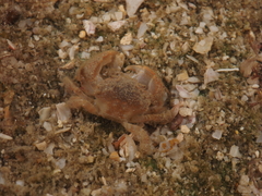Actumnus elegans
