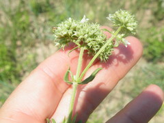 Agathisanthemum bojeri