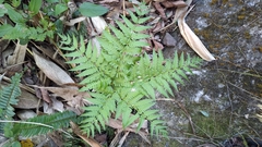 Pteris wallichiana