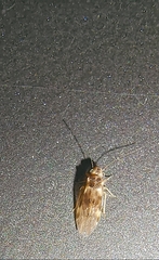 Psocomorpha