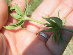 Agathisanthemum bojeri