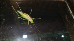 Austrosalomona destructor