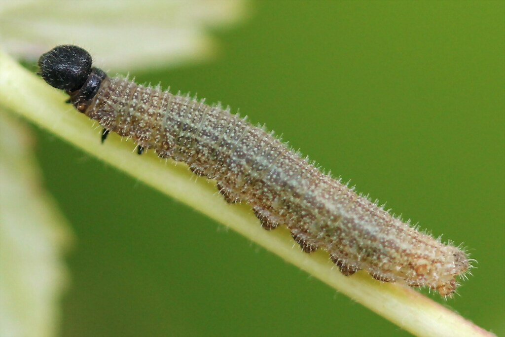 Grizzled Skipper from Тополиный, Московская обл., Россия on August 11
