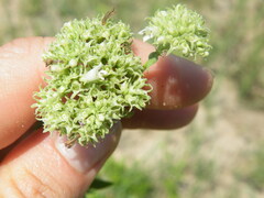 Agathisanthemum bojeri