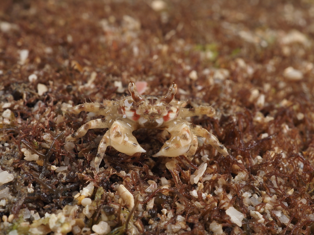 Chaenostoma crassimanus