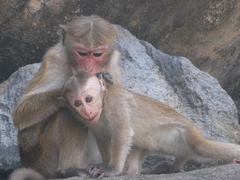 Macaca sinica