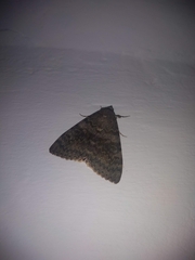 Catocala elocata
