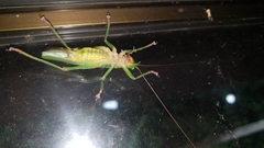 Austrosalomona destructor