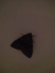 Catocala elocata