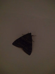 Catocala elocata