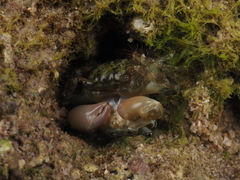 Pachygrapsus minutus