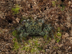 Pachygrapsus plicatus