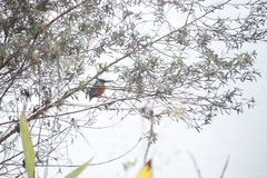 Alcedo atthis bengalensis