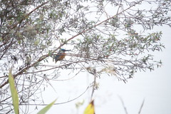 Alcedo atthis bengalensis