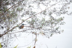 Alcedo atthis bengalensis