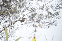 Alcedo atthis bengalensis