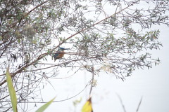 Alcedo atthis bengalensis