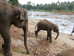 Elephas maximus maximus