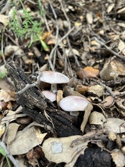 Lepiota decorata