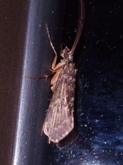 Hydrobiosidae
