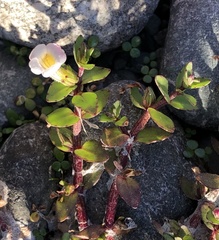 Gratiola sexdentata