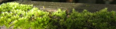 Sematophyllum